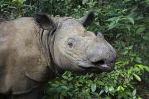 Suzi Eszterhas - Sumatran Rhinoceros, Sumatran Rhino Sanctuary, Way Kambas National Park, Indonesia