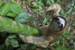 Suzi Eszterhas - Brown-throated Three-toed Sloth male climbing tree, Aviarios Sloth Sanctuary, Costa Rica