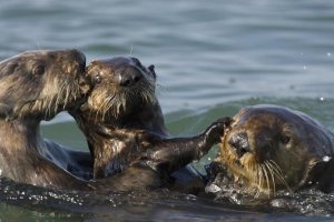 Suzi Eszterhas - Sea Otter bachelor male chasing mother with three to six month old pup, Monterey Bay, California