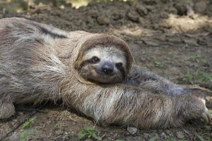 Suzi Eszterhas - Brown-throated Three-toed Sloth male walking on forest floor, Aviarios Sloth Sanctuary, Costa Rica