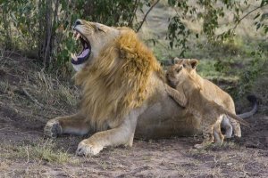 Suzi Eszterhas - African Lion seven to eight week old cubs playing with adult male, vulnerable, Masai Mara National Reserve, Kenya