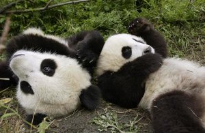 Katherine Feng - Pair of young pandas playing, Wolong Nature Reserve, China