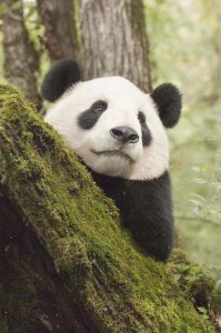 Katherine Feng - Xiang Xiang, first captive raised panda to be released into the wild, China