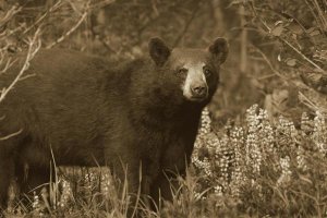 Tim Fitzharris - Black Bear portrait, North America