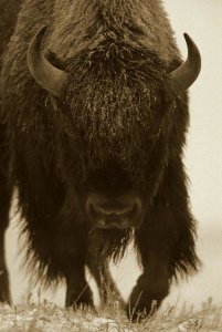 Tim Fitzharris - American Bison portrait in snow, North America