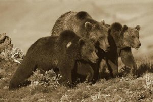 Tim Fitzharris - Grizzly Bear mother with two one year old cubs, North America