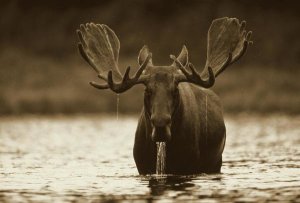 Tim Fitzharris - Moose male raising its head while feeding on the bottom of a lake, North America