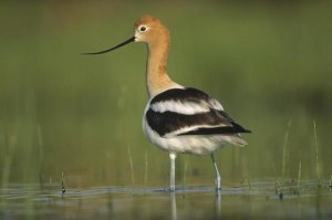 Tim Fitzharris - American Avocet in breeding plumage wading though shallow water, North America