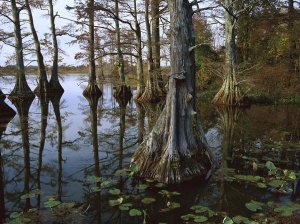 Tim Fitzharris - Bald Cypress at upper Blue Basin, Reelfoot National Wildlife Refuge, Tennessee