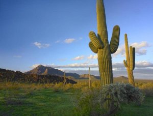 Tim Fitzharris - Saguaro and Teddybear Cholla, Picacho Peak State Park, Arizona