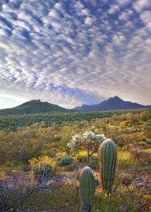 Tim Fitzharris - Saguaro and Teddybear Cholla amid flowering Lupine and California Brittlebush