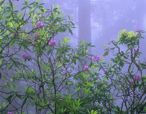 Tim Fitzharris - Pacific Rhododendrons in redwood forest interior, Del Norte Coast, Redwood National Park, California