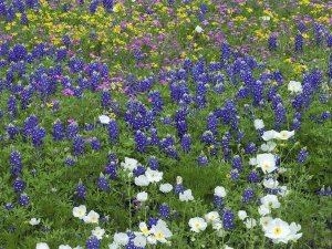 Tim Fitzharris - Prickly Poppy, Pointed Phlox and Squaw-weed, Hill Country, Texas