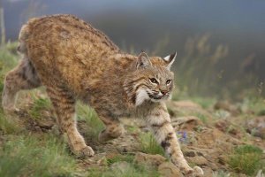 Tim Fitzharris - Bobcat stalking, North America