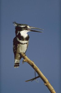 Tim Fitzharris - Pied Kingfisher calling, Kenya