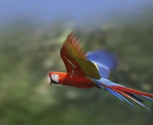 Tim Fitzharris - Scarlet Macaw flying, Costa Rica