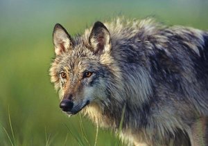 Tim Fitzharris - Gray Wolf, native to North America