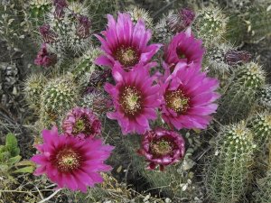 Tim Fitzharris - Hedgehog Cactus flowering, Arizona