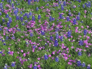 Tim Fitzharris - Sand Bluebonnet and Pointed Phlox