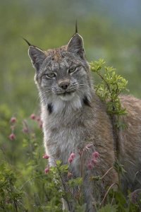 Tim Fitzharris - Canada Lynx portrait, North America