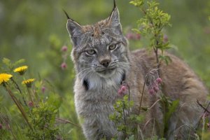 Tim Fitzharris - Canada Lynx portrait, North America