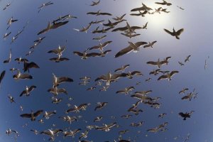 Tim Fitzharris - Western Gulls flying, North America
