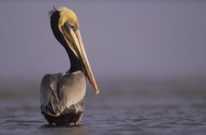 Tim Fitzharris - Brown Pelican adult portrait, Texas