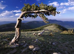 Tim Fitzharris - Bristlecone pine, Mt Evans, Colorado
