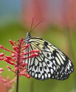 Tim Fitzharris - Paper Kite butterfly, native to Asia