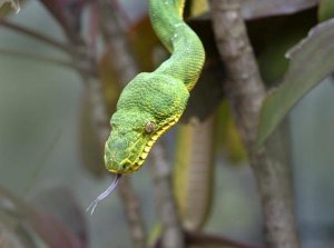 Tim Fitzharris - Emerald Tree Boa in tree, Costa Rica