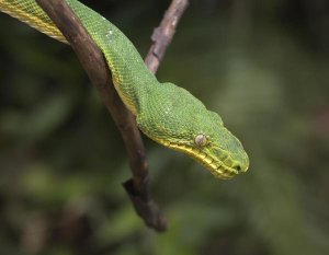 Tim Fitzharris - Emerald Tree Boa in tree, Costa Rica