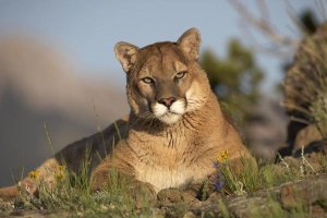 Tim Fitzharris - Mountain Lion portrait, North America