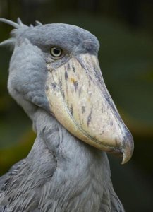 Tim Fitzharris - Shoebill, Jurong Bird Park, Singapore