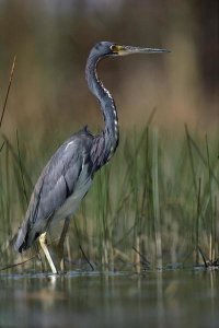 Tim Fitzharris - Tricolored Heron wading, North America