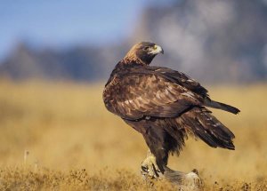 Tim Fitzharris - Golden Eagle on a snag, North American