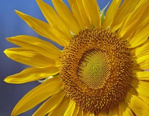 Tim Fitzharris - Common Sunflower flower, North America