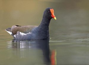 Tim Fitzharris - Common Moorhen swimming, North America