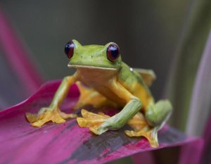 Tim Fitzharris - Gliding Leaf Frog portrait, Costa Rica