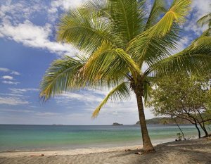 Tim Fitzharris - Palm trees line Penca Beach, Costa Rica