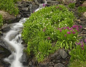 Tim Fitzharris - Porphyry Creek near Silverton, Colorado