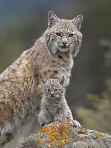 Tim Fitzharris - Bobcat mother and kitten, North America