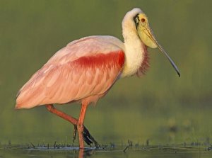 Tim Fitzharris - Roseate Spoonbill wading, North America