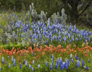 Tim Fitzharris - Bluebonnet and Pricky Pear cactus, Texas