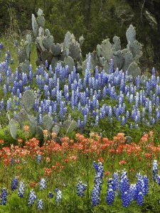 Tim Fitzharris - Bluebonnet and Pricky Pear cactus, Texas