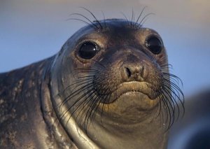 Tim Fitzharris - Northern Elephant Seal pup, North America