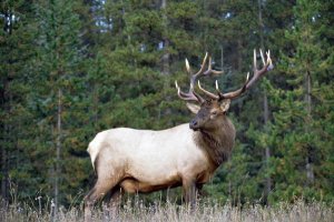 Tim Fitzharris - Elk or Wapiti male portrait, North America