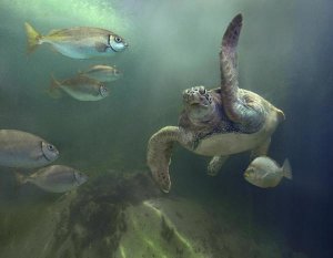 Tim Fitzharris - Green Sea Turtle and fish, Sabah, Malaysia