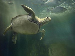 Tim Fitzharris - Green Sea Turtle and fish, Sabah, Malaysia