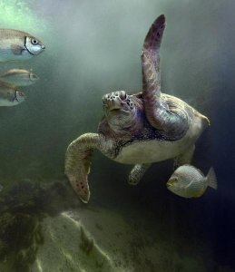 Tim Fitzharris - Green Sea Turtle and fish, Sabah, Malaysia