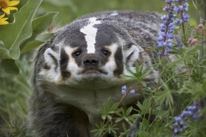 Tim Fitzharris - American Badger amid Lupine, North America